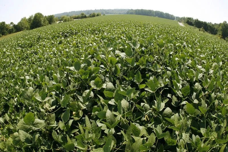 Soja cresce 118% em Santarém (PA) e atinge 61% da área cultivada
